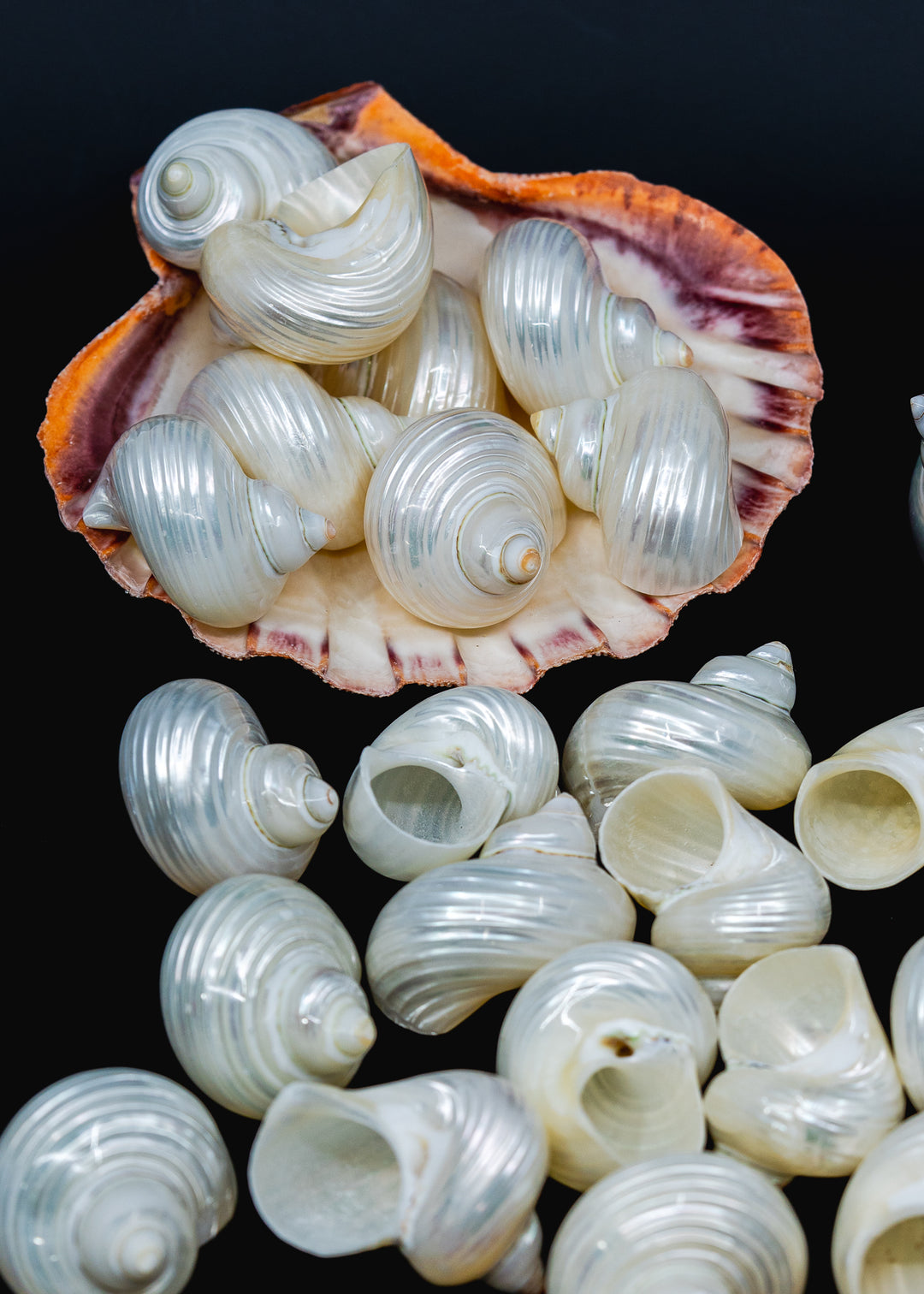 UNDRILLED Turbo Shell, One Pearlized Delphinula Shell for Jewelry Making, Natural Seashell Supply, Coastal Decor, Beach Craft Shell