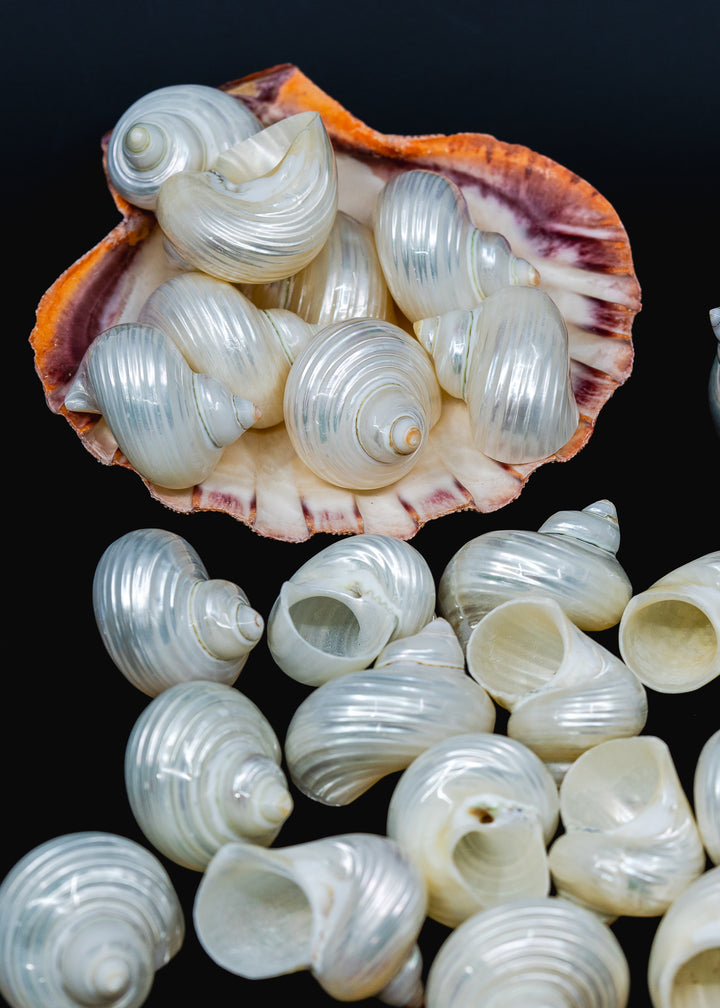 UNDRILLED Turbo Shell, One Pearlized Delphinula Shell for Jewelry Making, Natural Seashell Supply, Coastal Decor, Beach Craft Shell