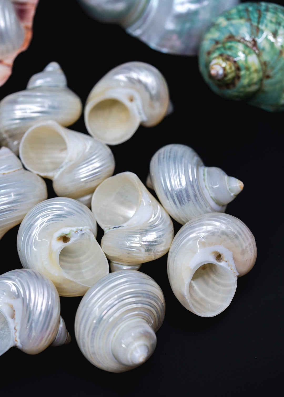 Top Drilled Turbo Shell Pendant, Pearlized Delphinula Shell for Jewelry Making, Coastal Shell Charm, Beach Jewelry Supply