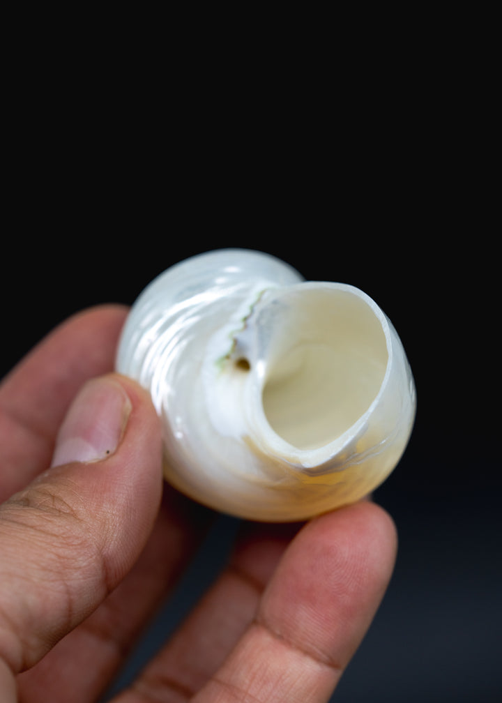 UNDRILLED Turbo Shell, One Pearlized Delphinula Shell for Jewelry Making, Natural Seashell Supply, Coastal Decor, Beach Craft Shell