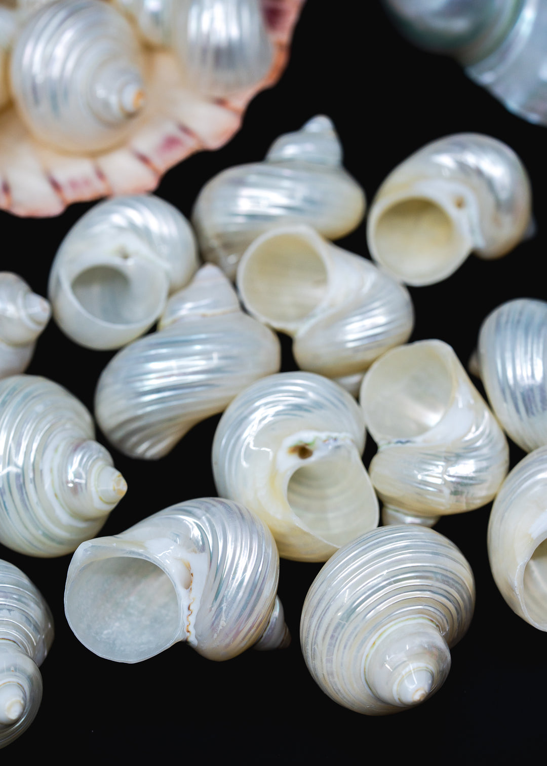 UNDRILLED Turbo Shell, One Pearlized Delphinula Shell for Jewelry Making, Natural Seashell Supply, Coastal Decor, Beach Craft Shell