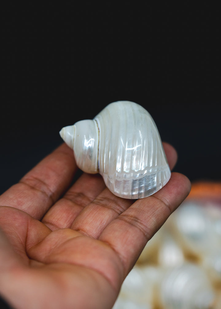 Top Drilled Turbo Shell Pendant, Pearlized Delphinula Shell for Jewelry Making, Coastal Shell Charm, Beach Jewelry Supply