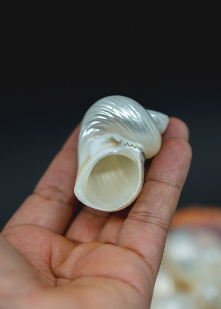 UNDRILLED Turbo Shell, One Pearlized Delphinula Shell for Jewelry Making, Natural Seashell Supply, Coastal Decor, Beach Craft Shell