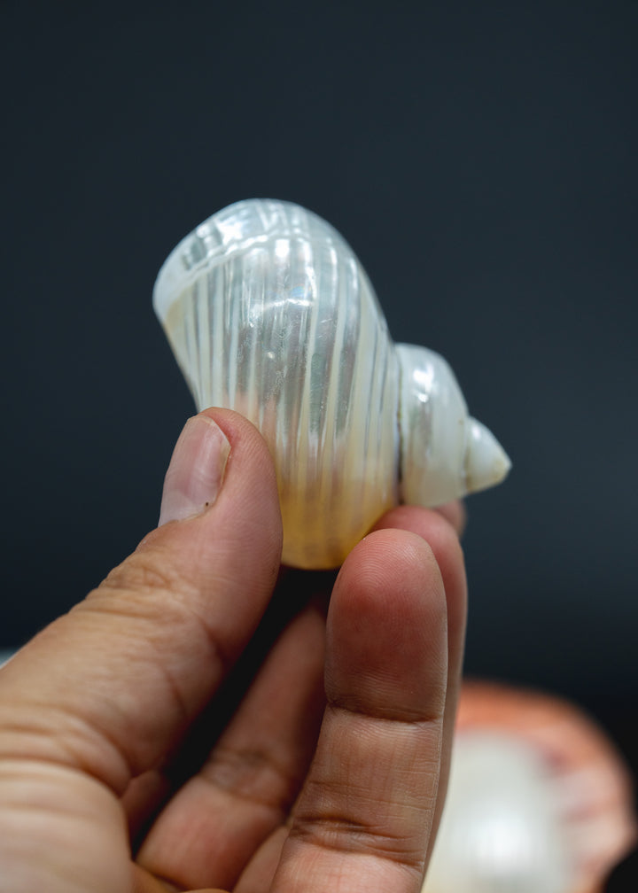 UNDRILLED Turbo Shell, One Pearlized Delphinula Shell for Jewelry Making, Natural Seashell Supply, Coastal Decor, Beach Craft Shell