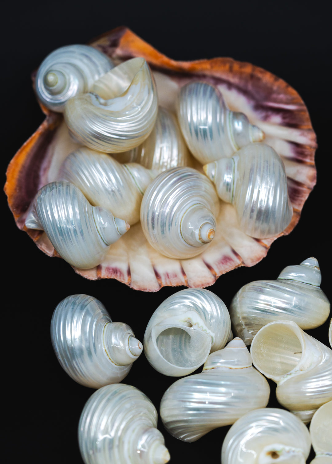 UNDRILLED Turbo Shell, One Pearlized Delphinula Shell for Jewelry Making, Natural Seashell Supply, Coastal Decor, Beach Craft Shell