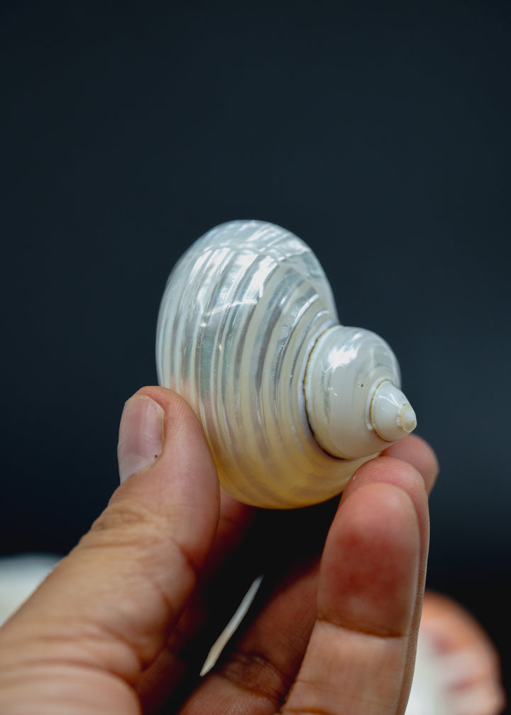UNDRILLED Turbo Shell, One Pearlized Delphinula Shell for Jewelry Making, Natural Seashell Supply, Coastal Decor, Beach Craft Shell