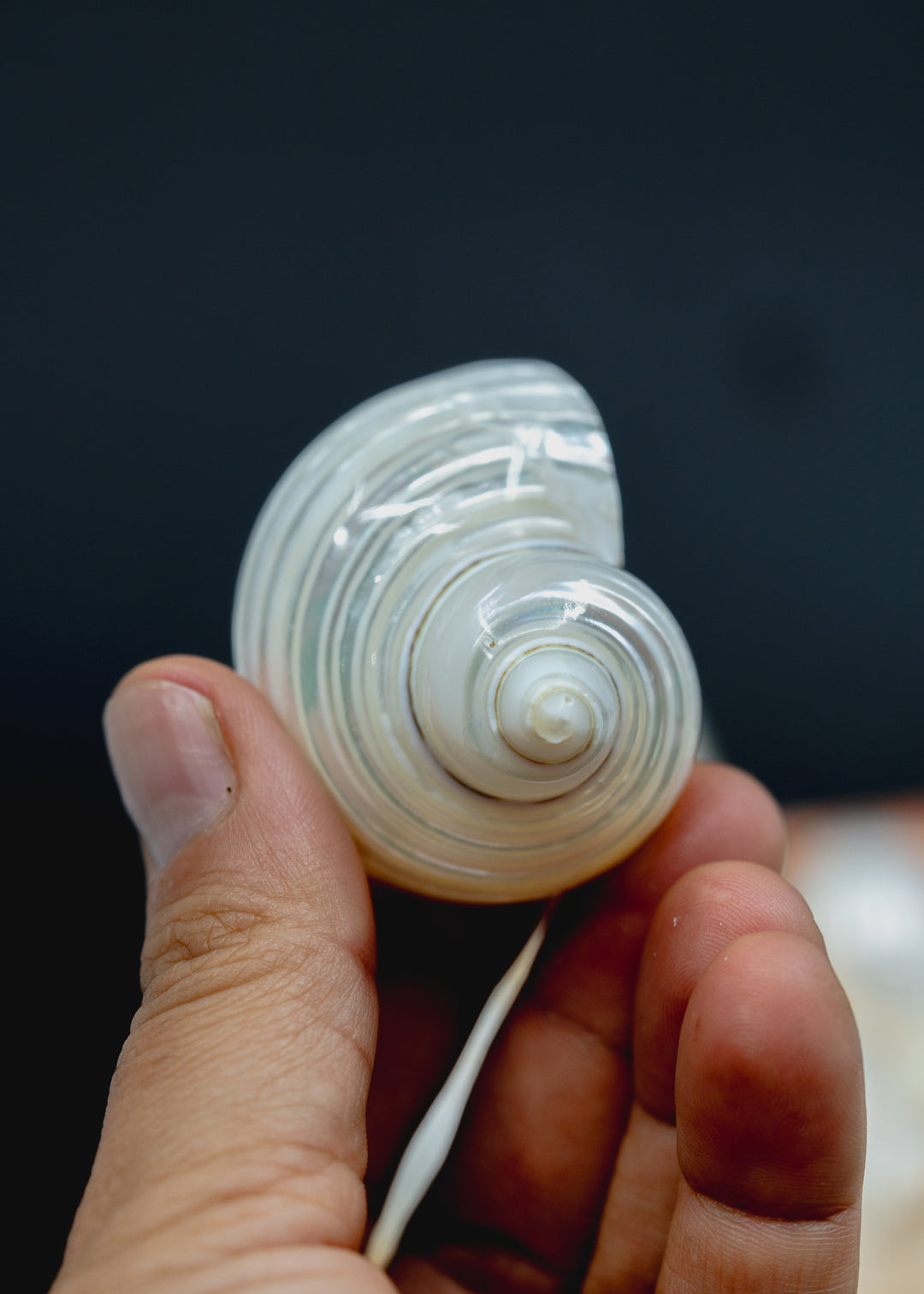 Top Drilled Turbo Shell Pendant, Pearlized Delphinula Shell for Jewelry Making, Coastal Shell Charm, Beach Jewelry Supply
