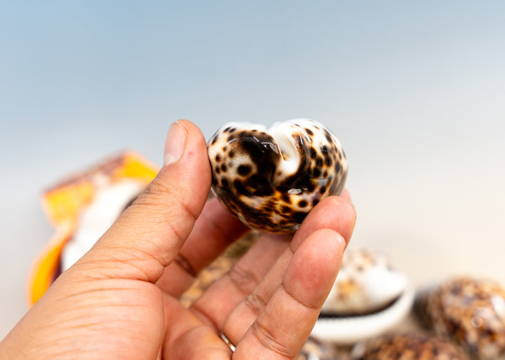 XL Tiger Cowrie Shell (Cypraea tigris), 2.5–3+ inches with a polished spotted finish. Choose drilled or undrilled for shell jewelry, nautical crafts, fisherman aesthetic, mermaidcore designs, coastal décor and DIY projects.