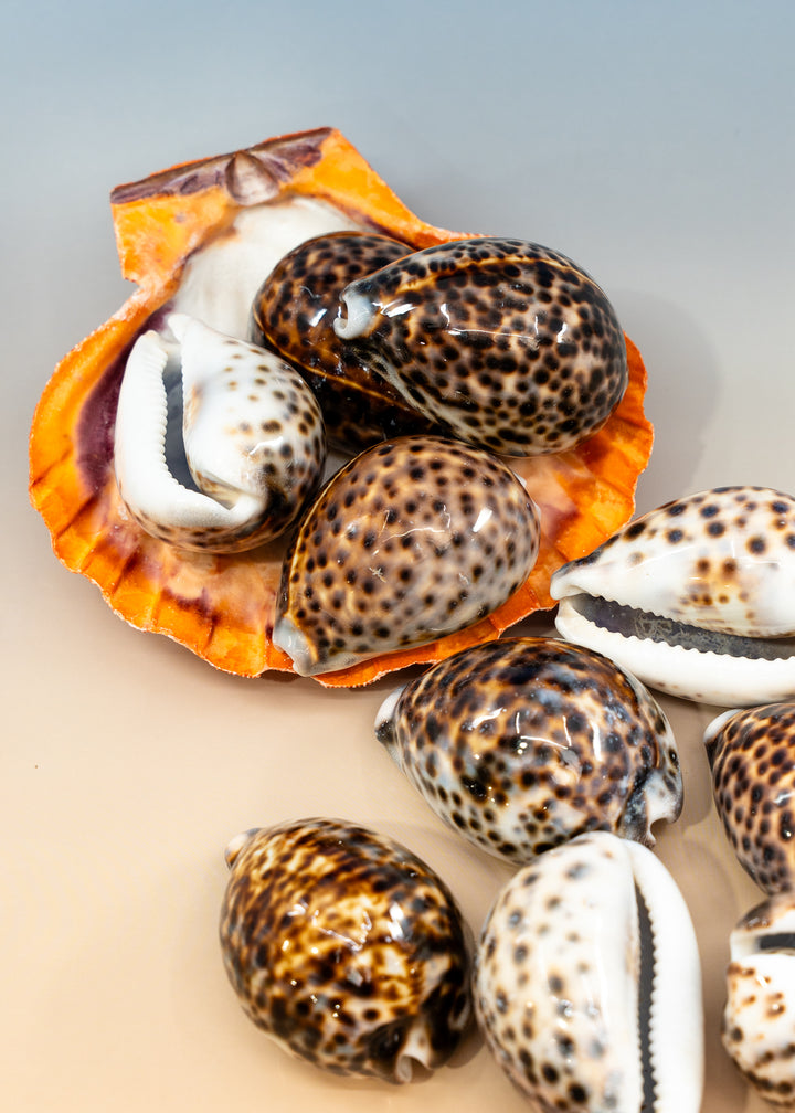 XL Tiger Cowrie Shell (Cypraea tigris), 2.5–3+ inches with a polished spotted finish. Choose drilled or undrilled for shell jewelry, nautical crafts, fisherman aesthetic, mermaidcore designs, coastal décor and DIY projects.