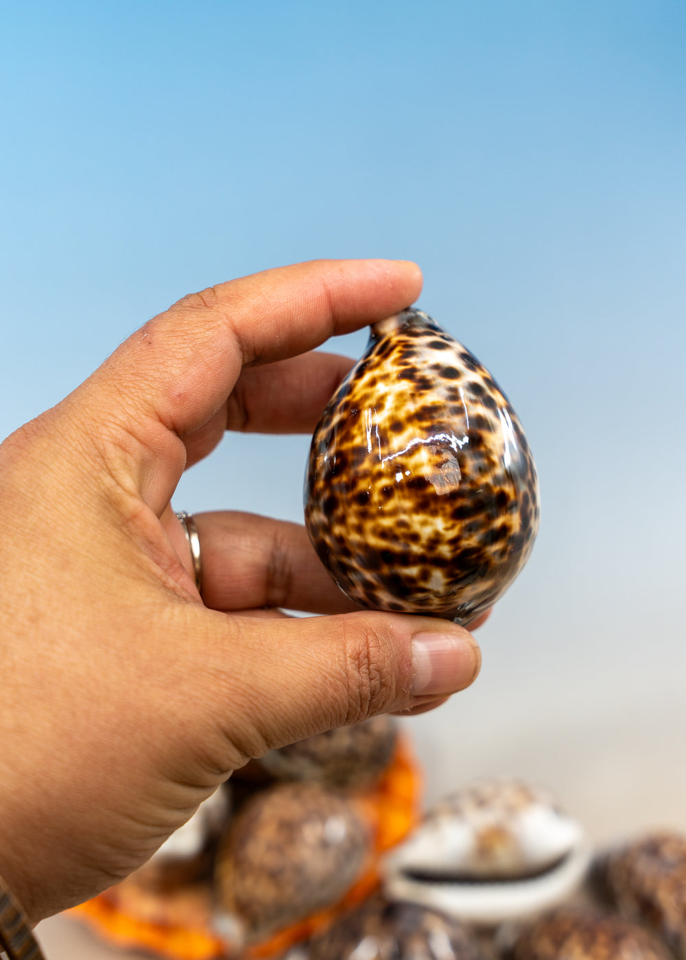 XL Tiger Cowrie Shell (Cypraea tigris), Tiger cowry