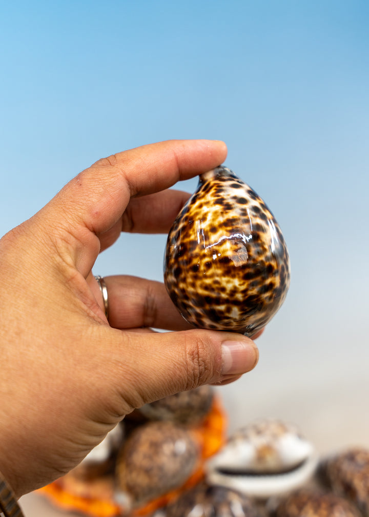 XL Tiger Cowrie Shell (Cypraea tigris), Tiger cowry