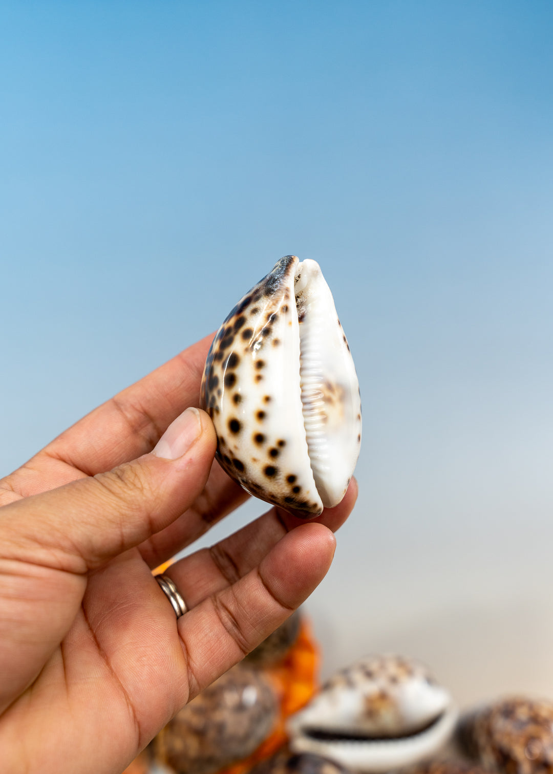 XL Tiger Cowrie Shell (Cypraea tigris), 2.5–3+ inches with a polished spotted finish. Choose drilled or undrilled for shell jewelry, nautical crafts, fisherman aesthetic, mermaidcore designs, coastal décor and DIY projects.
