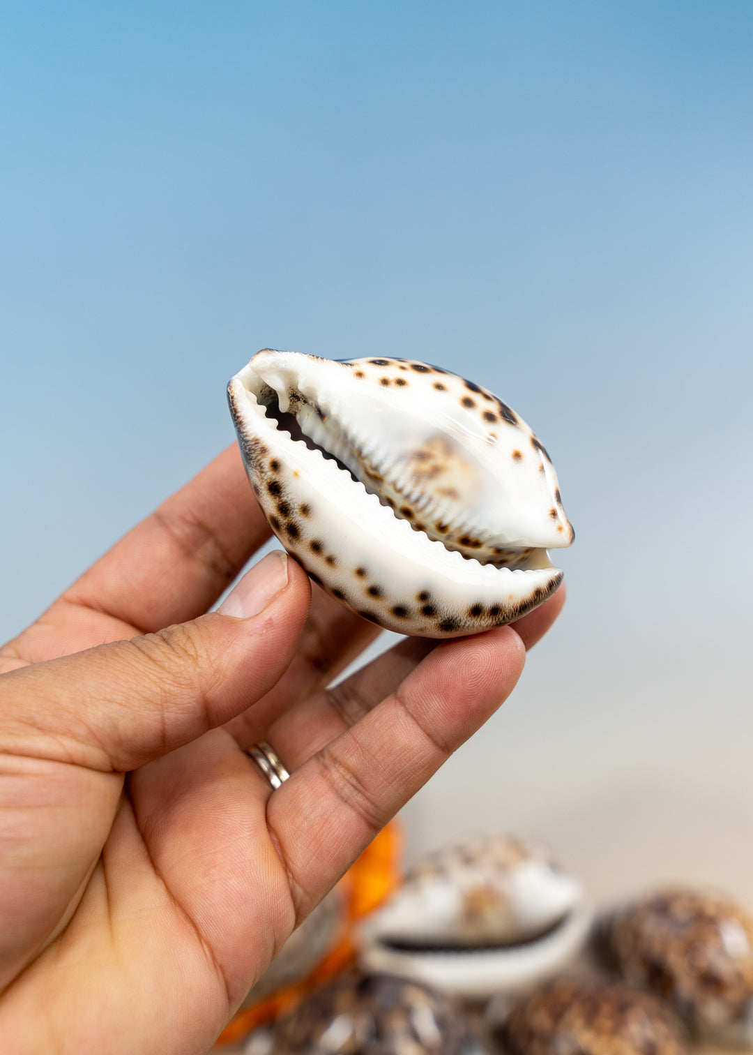 XL Tiger Cowrie Shell (Cypraea tigris), 2.5–3+ inches with a polished spotted finish. Choose drilled or undrilled for shell jewelry, nautical crafts, fisherman aesthetic, mermaidcore designs, coastal décor and DIY projects.