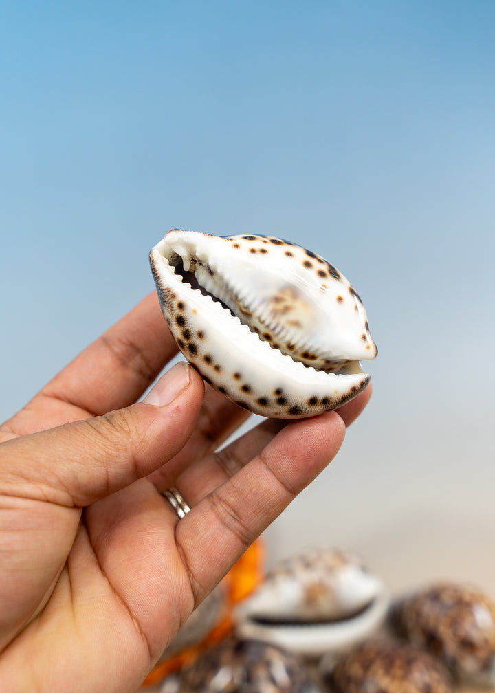 XL Tiger Cowrie Shell (Cypraea tigris), 2.5–3+ inches with a polished spotted finish. Choose drilled or undrilled for shell jewelry, nautical crafts, fisherman aesthetic, mermaidcore designs, coastal décor and DIY projects.