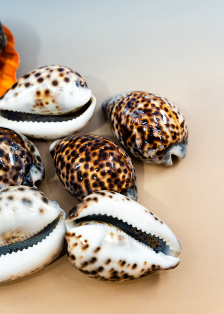 XL Tiger Cowrie Shell (Cypraea tigris), 2.5–3+ inches with a polished spotted finish. Choose drilled or undrilled for shell jewelry, nautical crafts, fisherman aesthetic, mermaidcore designs, coastal décor and DIY projects.