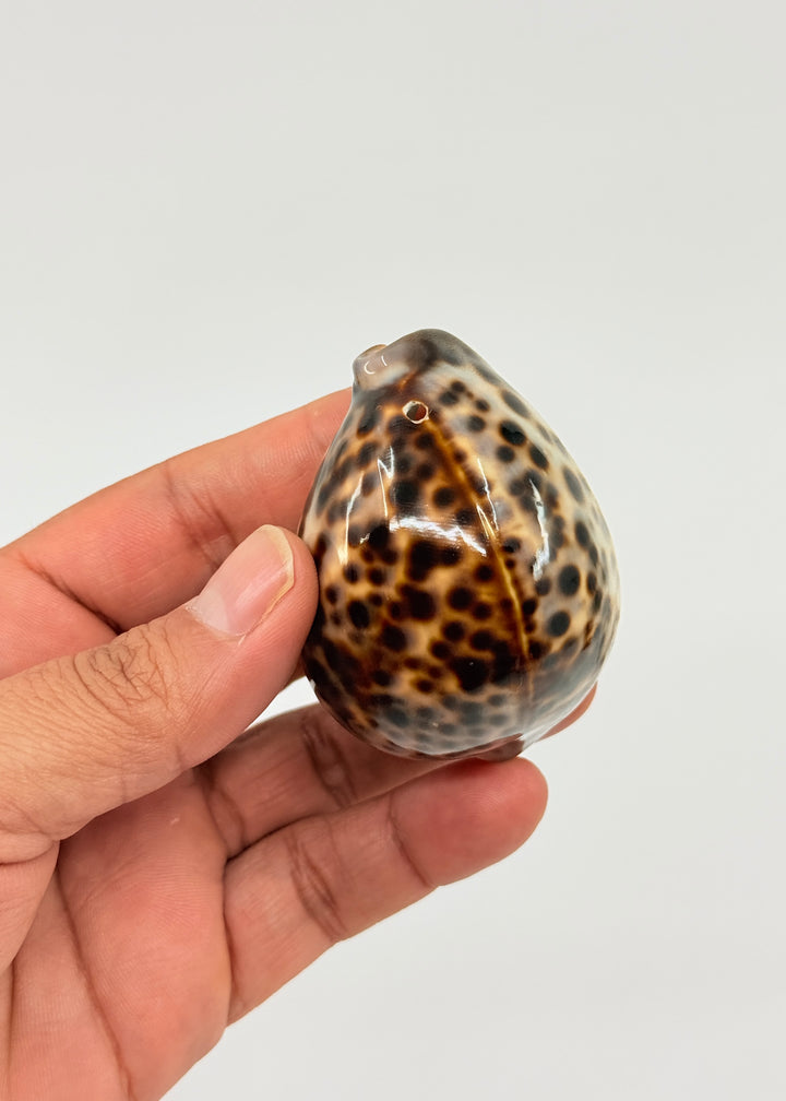XL Tiger Cowrie Shell (Cypraea tigris), 2.5–3+ inches with a polished spotted finish. Choose drilled or undrilled for shell jewelry, nautical crafts, fisherman aesthetic, mermaidcore designs, coastal décor and DIY projects.