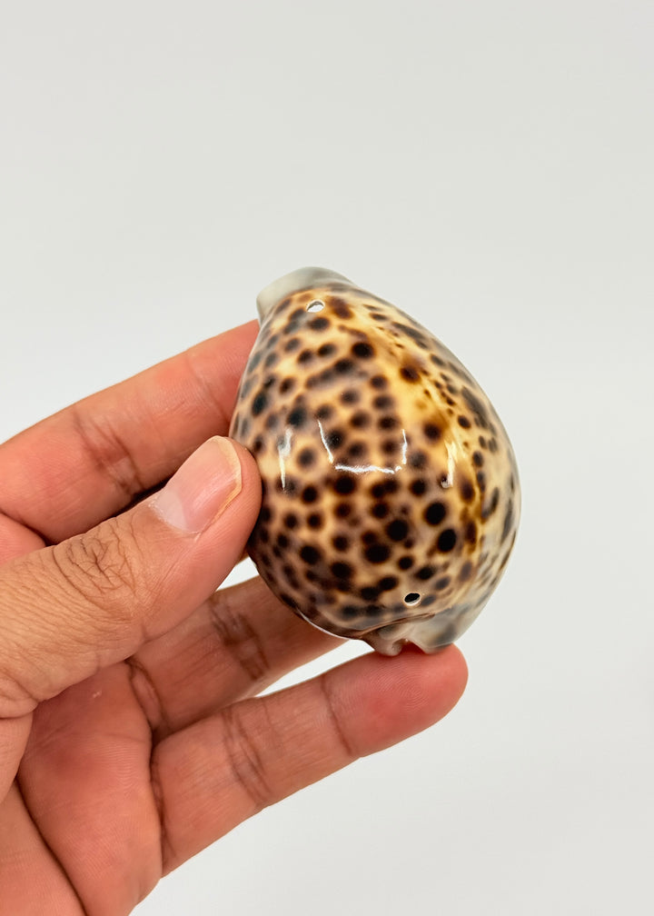 XL Tiger Cowrie Shell (Cypraea tigris), 2.5–3+ inches with a polished spotted finish. Choose drilled or undrilled for shell jewelry, nautical crafts, fisherman aesthetic, mermaidcore designs, coastal décor and DIY projects.