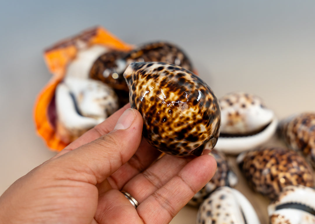 XL Tiger Cowrie Shell (Cypraea tigris), 2.5–3+ inches with a polished spotted finish. Choose drilled or undrilled for shell jewelry, nautical crafts, fisherman aesthetic, mermaidcore designs, coastal décor and DIY projects.