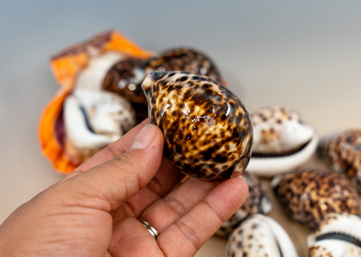 XL Tiger Cowrie Shell (Cypraea tigris), 2.5–3+ inches with a polished spotted finish. Choose drilled or undrilled for shell jewelry, nautical crafts, fisherman aesthetic, mermaidcore designs, coastal décor and DIY projects.
