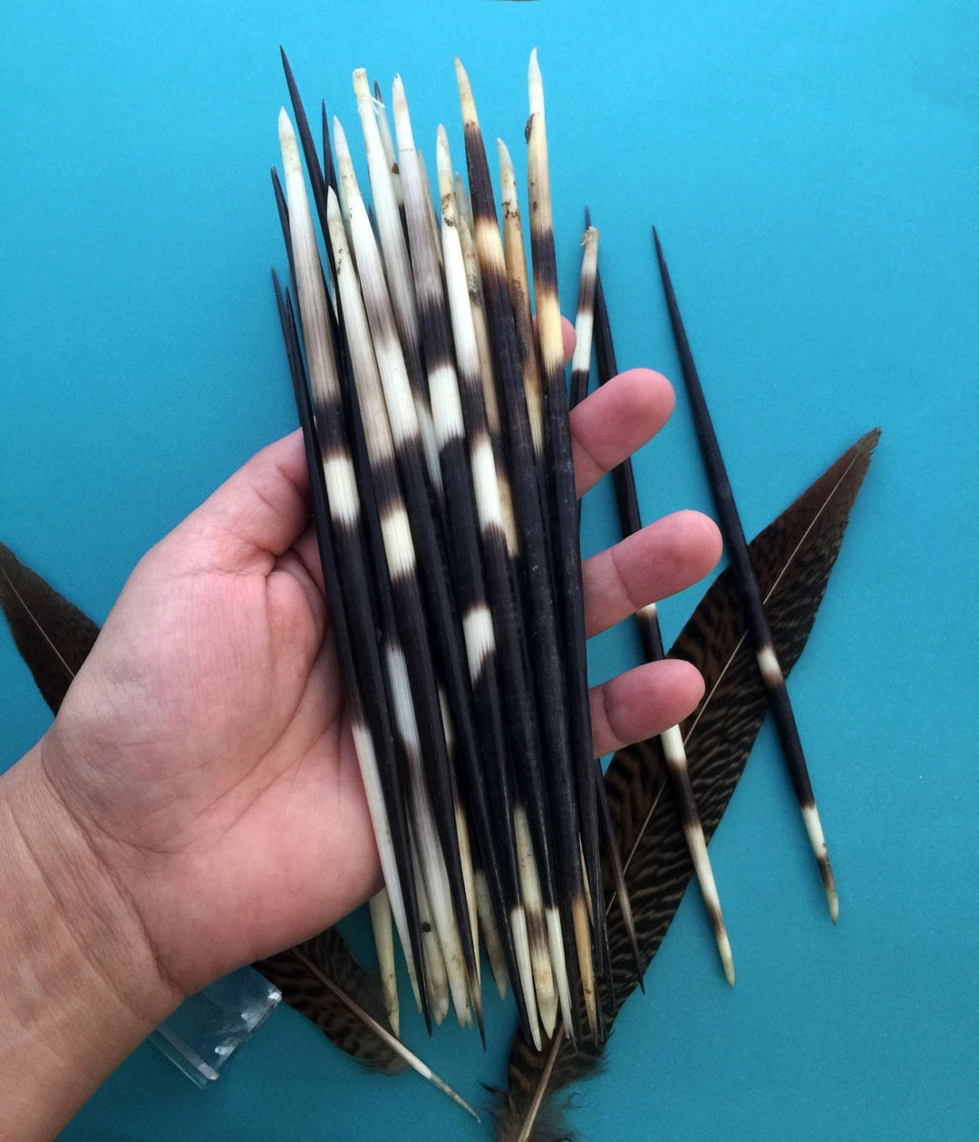 Authentic African Porcupine Quills – 5 Cruelty-Free Quills, 5-7" Natural Quills for Quillwork (5 Pieces)