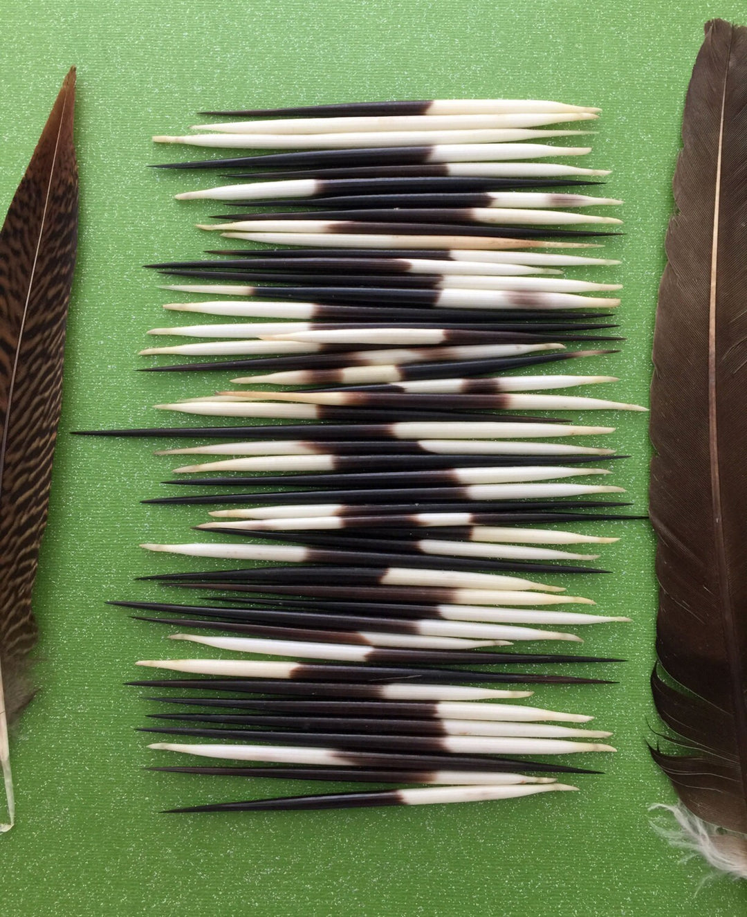 Authentic African Porcupine Quills – 5 Cruelty-Free Quills, 3-4" Tiny Quills for Quillwork (5 Pieces)