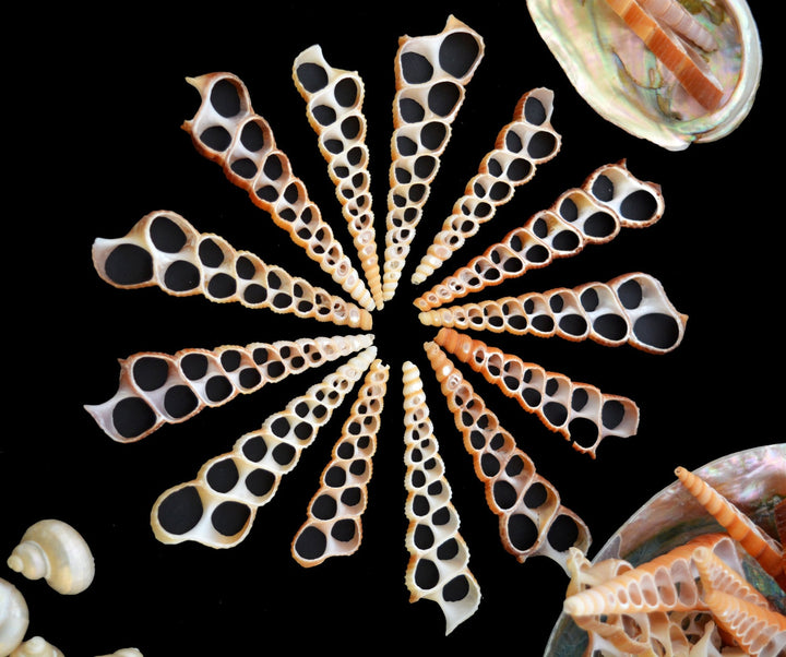 Terebra turritella Shell Slices, 5 pieces / Cut Shells, Spiral Shells, Spiral Seashells, Conch, Shell Craft, Shell Pendants / Supplies