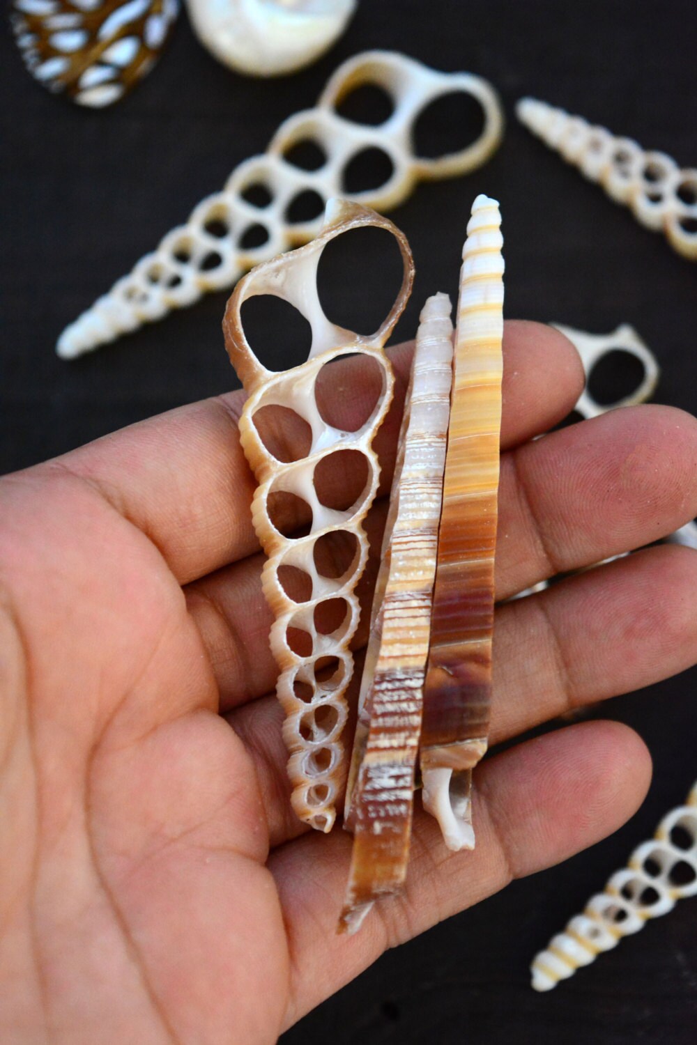 Terebra turritella Shell Slices, 5 pieces / Cut Shells, Spiral Shells, Spiral Seashells, Conch, Shell Craft, Shell Pendants / Supplies