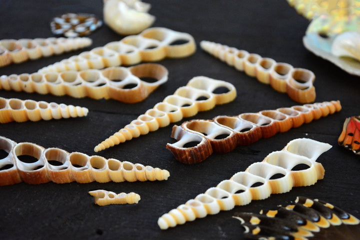 Terebra turritella Shell Slices, 5 pieces / Cut Shells, Spiral Shells, Spiral Seashells, Conch, Shell Craft, Shell Pendants / Supplies