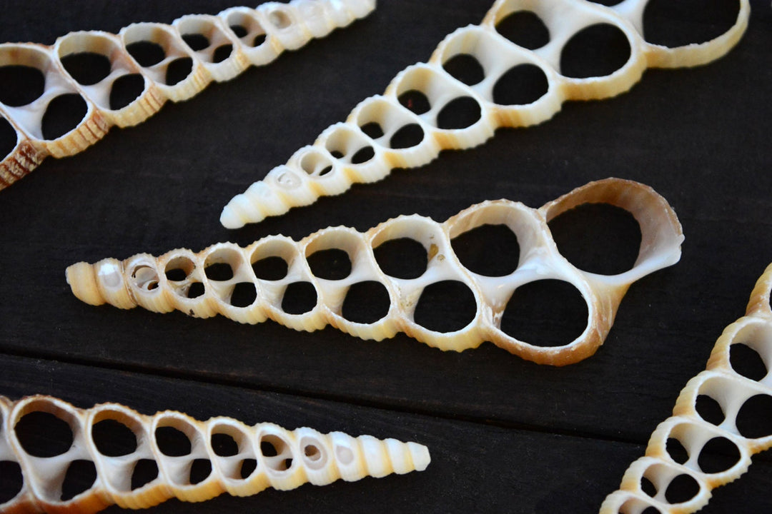 Terebra turritella Shell Slices, 5 pieces / Cut Shells, Spiral Shells, Spiral Seashells, Conch, Shell Craft, Shell Pendants / Supplies