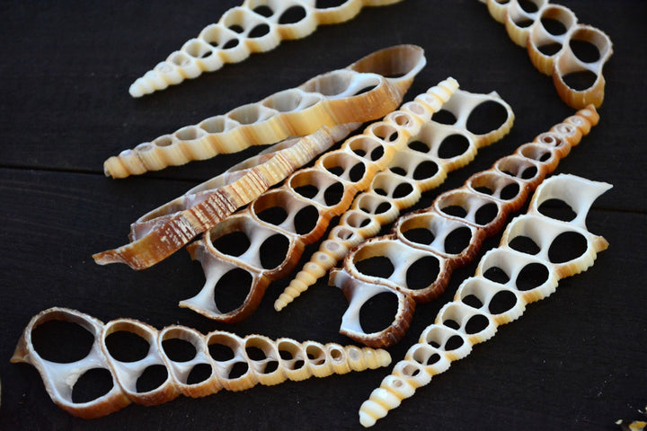 Terebra turritella Shell Slices, 5 pieces / Cut Shells, Spiral Shells, Spiral Seashells, Conch, Shell Craft, Shell Pendants / Supplies