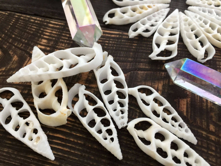 Cerithium vertagus Seashell Slices, 5 pieces / Spiral Shells, Conchs, Natural Seashell, Seashell Crafts, Shell Pendants / Supplies