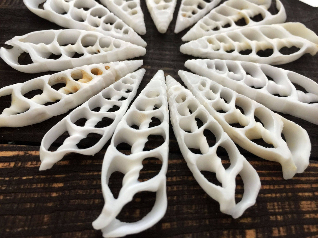 Cerithium vertagus Seashell Slices, 5 pieces / Spiral Shells, Conchs, Natural Seashell, Seashell Crafts, Shell Pendants / Supplies