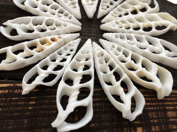 Cerithium vertagus Seashell Slices, 5 pieces / Spiral Shells, Conchs, Natural Seashell, Seashell Crafts, Shell Pendants / Supplies
