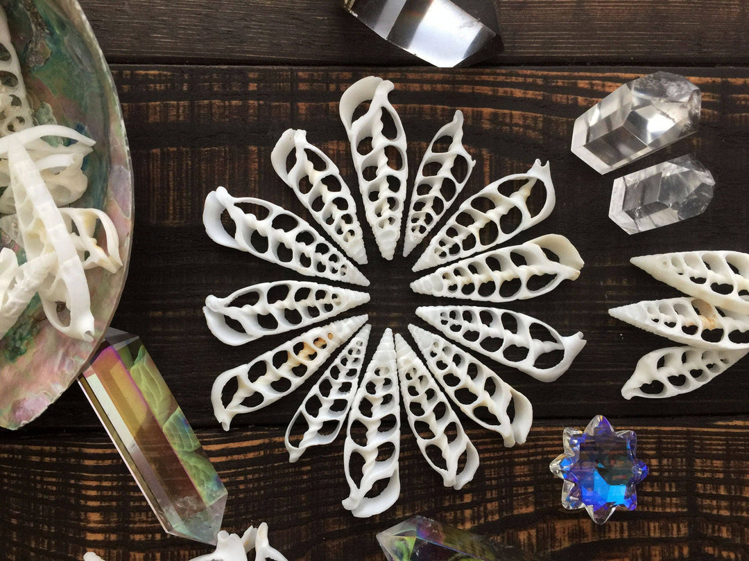Cerithium vertagus Seashell Slices, 5 pieces / Spiral Shells, Conchs, Natural Seashell, Seashell Crafts, Shell Pendants / Supplies