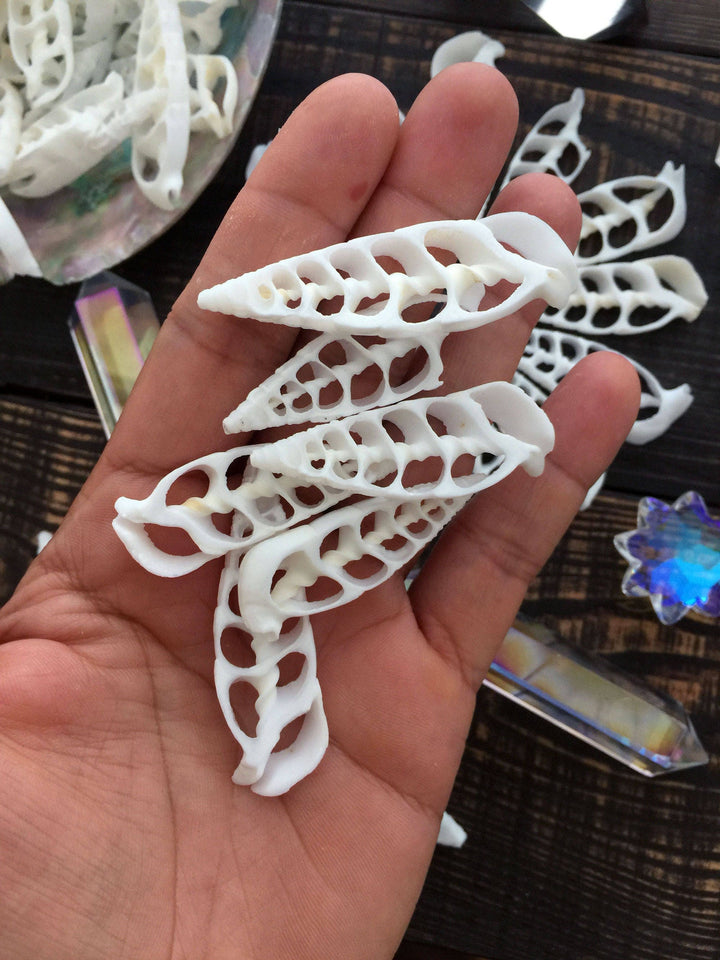 Cerithium vertagus Seashell Slices, 5 pieces / Spiral Shells, Conchs, Natural Seashell, Seashell Crafts, Shell Pendants / Supplies