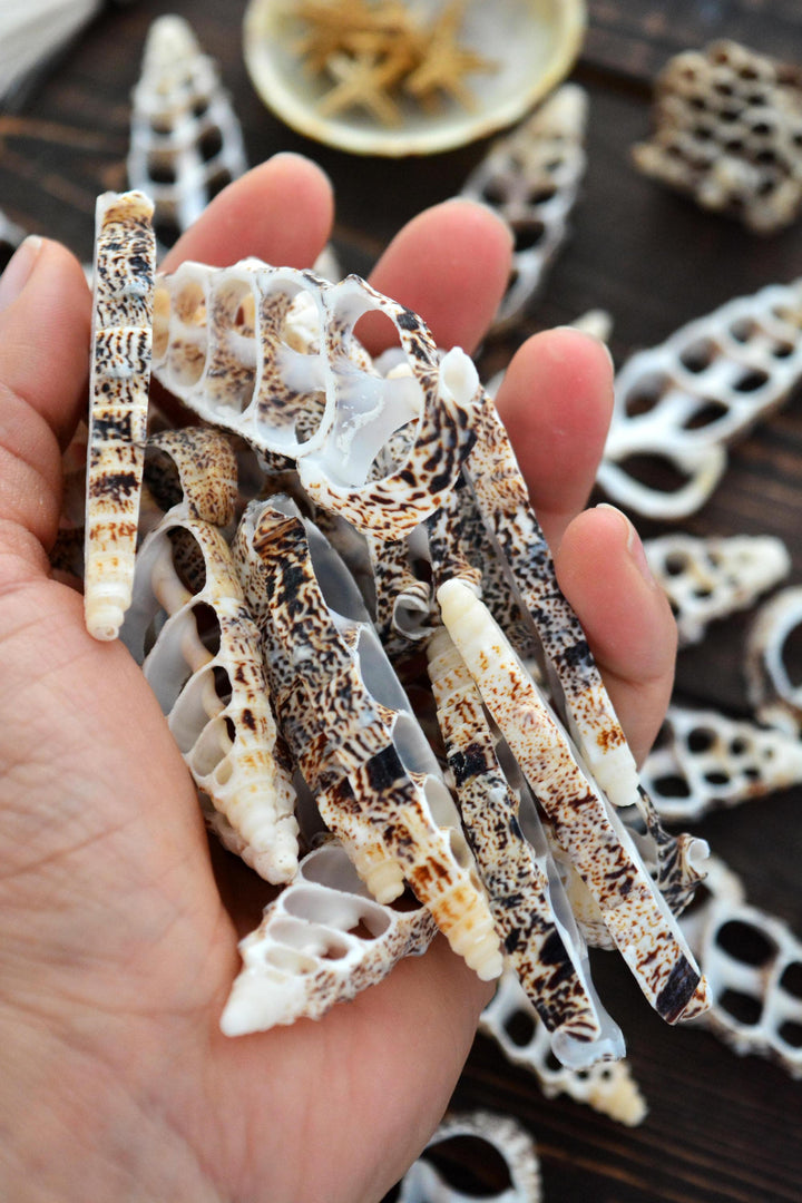 Cerithium aluco Seashell Slices, 5 pieces / Cut Cerithium Shells, Spiral Shells, Natural Sea Shell, Nautical, Shell Pendants / Supplies