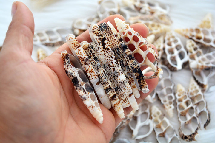Cerithium Aluco Seashell Slices  5 Natural Spiral Shell Pieces for DIY Crafting, Shell Mirrors, Beach Decor, and Jewelry Supplies