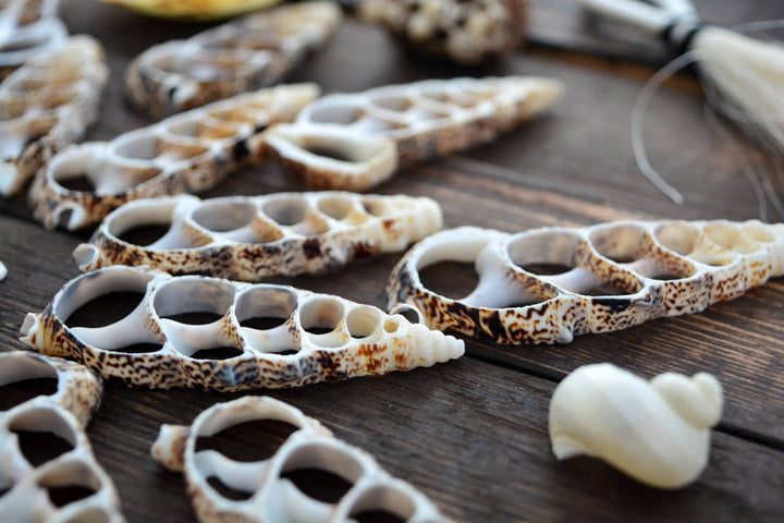 Cerithium aluco Seashell Slices, 5 pieces / Cut Cerithium Shells, Spiral Shells, Natural Sea Shell, Nautical, Shell Pendants / Supplies