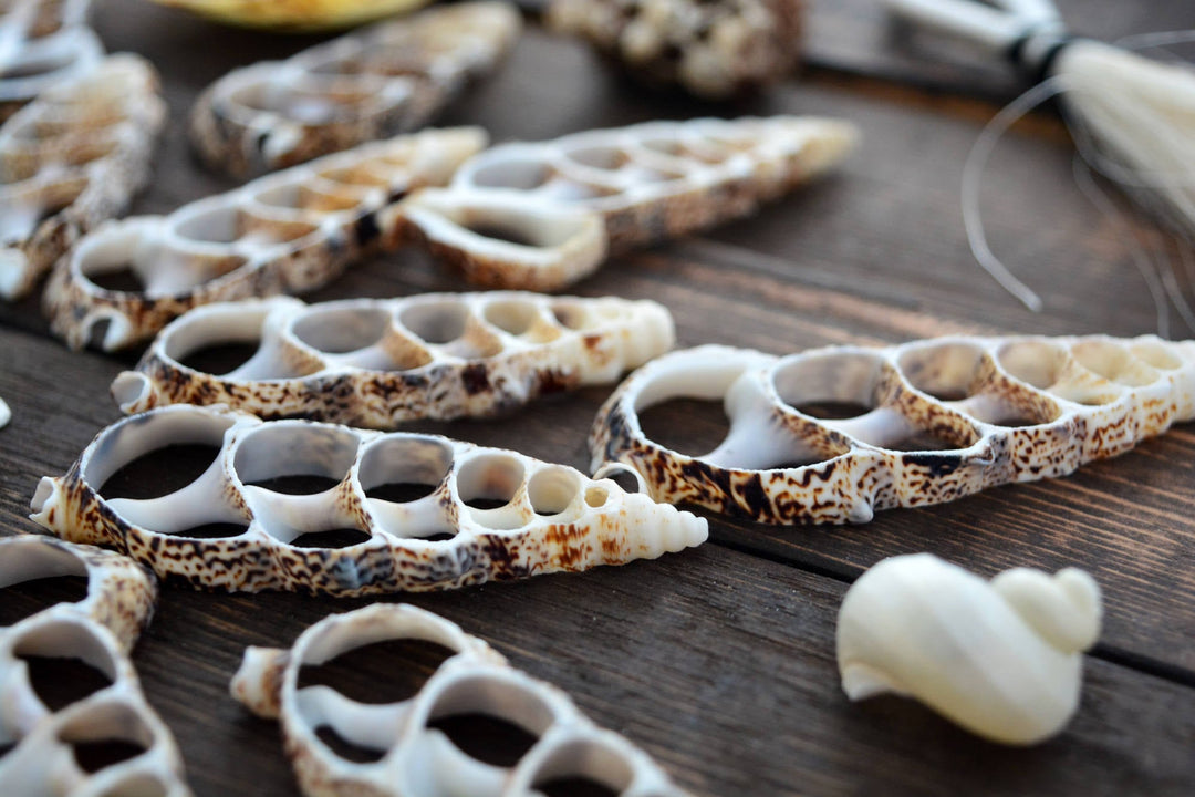 Cerithium Aluco Seashell Slices  5 Natural Spiral Shell Pieces for DIY Crafting, Shell Mirrors, Beach Decor, and Jewelry Supplies