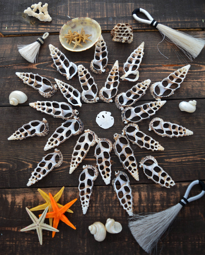 Cerithium aluco Seashell Slices, 5 pieces / Cut Cerithium Shells, Spiral Shells, Natural Sea Shell, Nautical, Shell Pendants / Supplies
