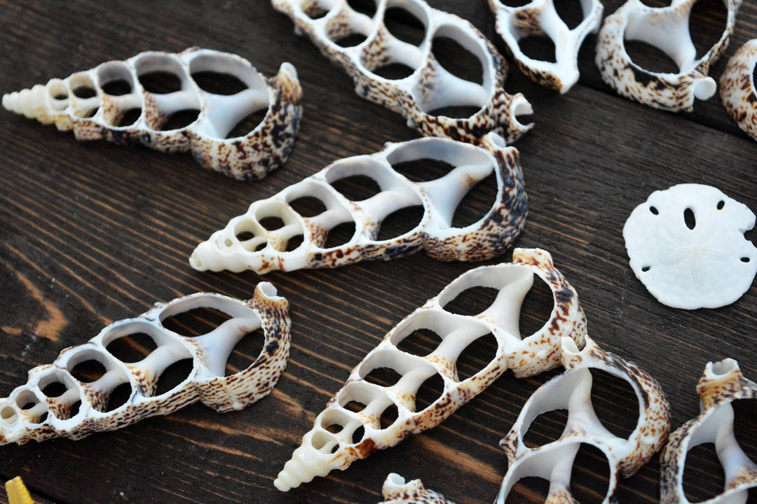 Cerithium aluco Seashell Slices, 5 pieces / Cut Cerithium Shells, Spiral Shells, Natural Sea Shell, Nautical, Shell Pendants / Supplies
