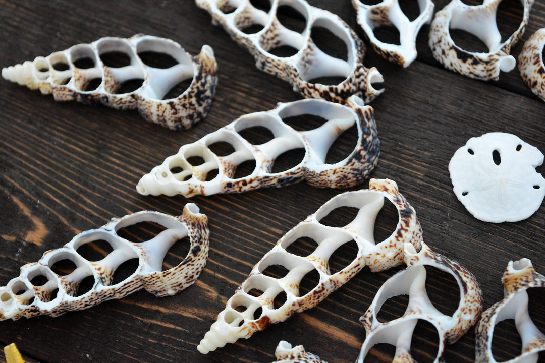 Cerithium Aluco Seashell Slices  5 Natural Spiral Shell Pieces for DIY Crafting, Shell Mirrors, Beach Decor, and Jewelry Supplies