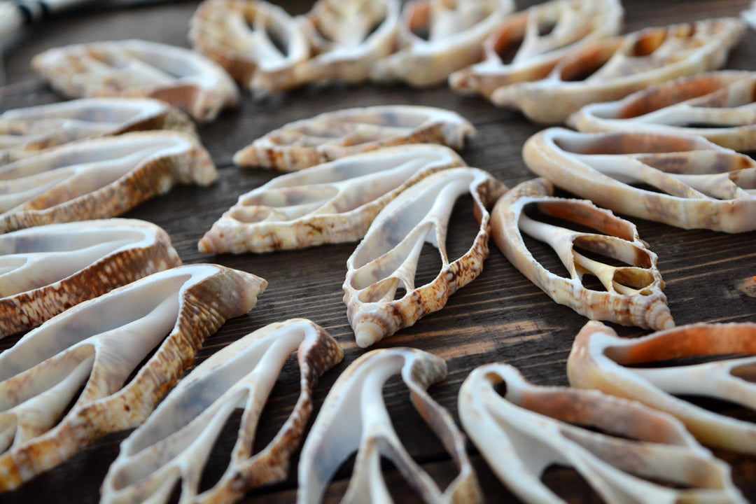 Strombus aurisdiane Seashell Slices, 5 pieces / Cut Strombus Shells, Spiral Shells, Natural Sea Shell, Nautical, Shell Pendants / Supplies