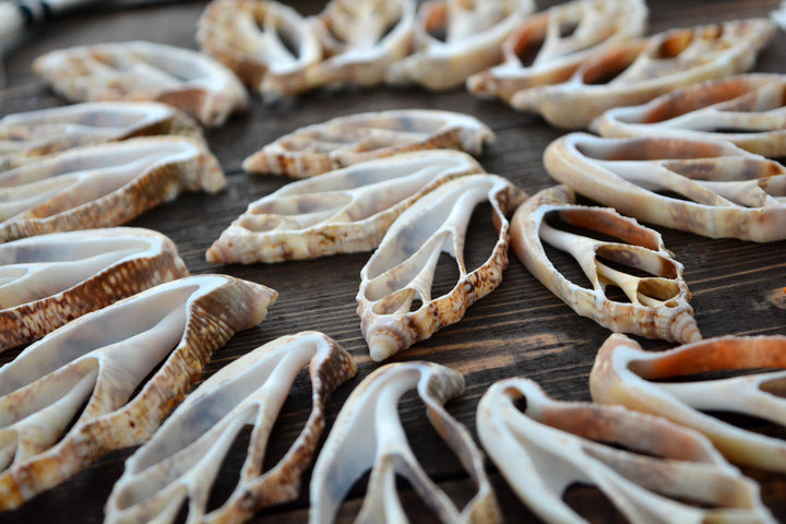 Strombus aurisdiane Seashell Slices, 5 pieces / Cut Strombus Shells, Spiral Shells, Natural Sea Shell, Nautical, Shell Pendants / Supplies