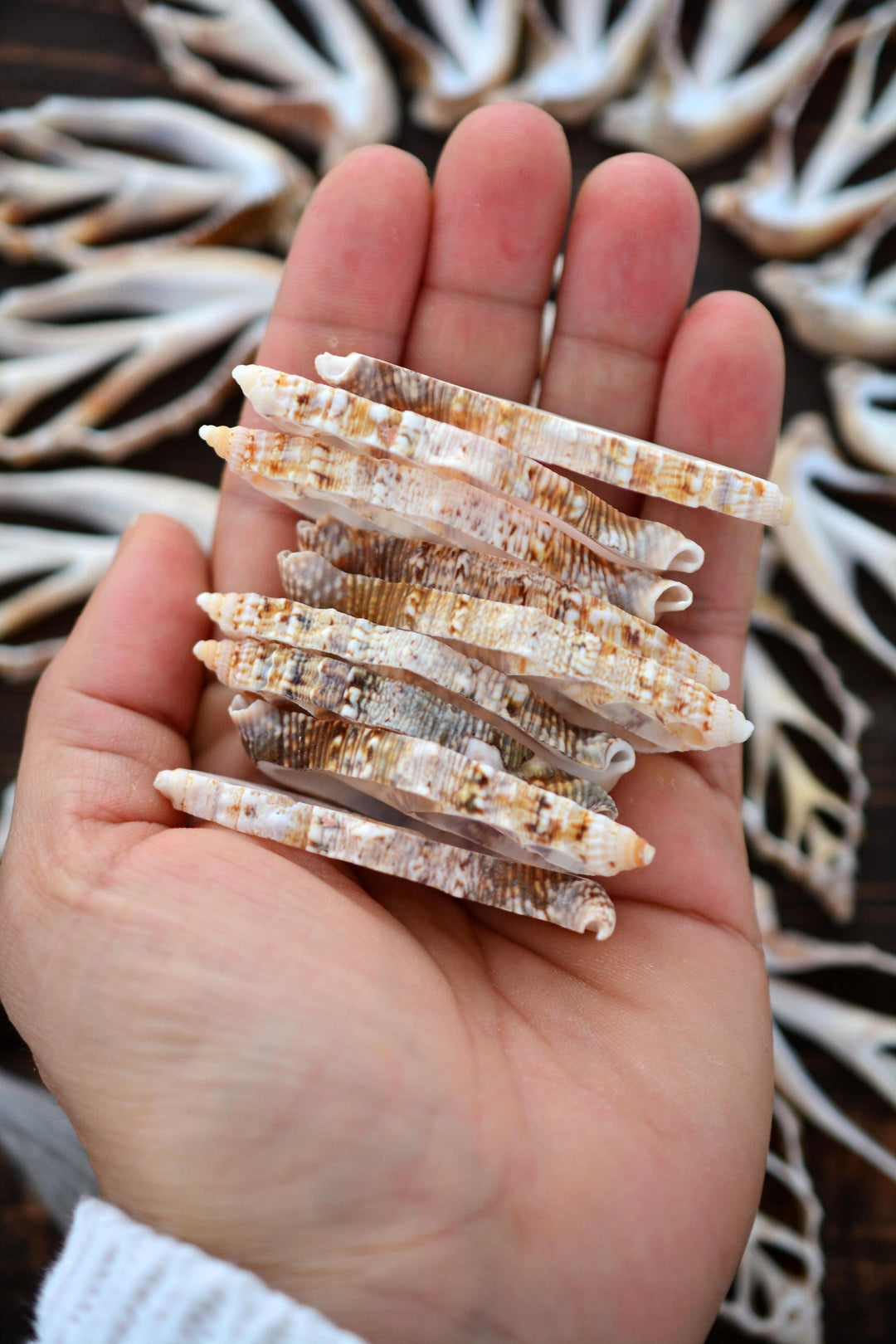 Strombus aurisdiane Seashell Slices, 5 pieces / Cut Strombus Shells, Spiral Shells, Natural Sea Shell, Nautical, Shell Pendants / Supplies