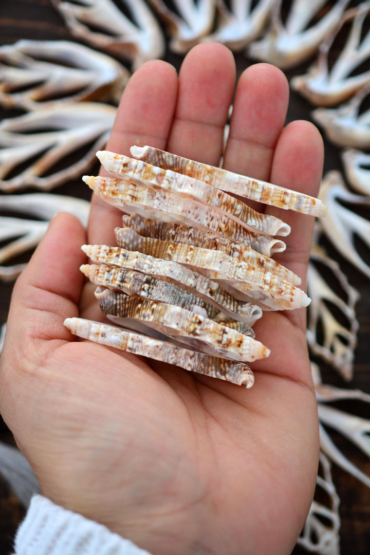 Strombus aurisdiane Seashell Slices, 5 pieces / Cut Strombus Shells, Spiral Shells, Natural Sea Shell, Nautical, Shell Pendants / Supplies