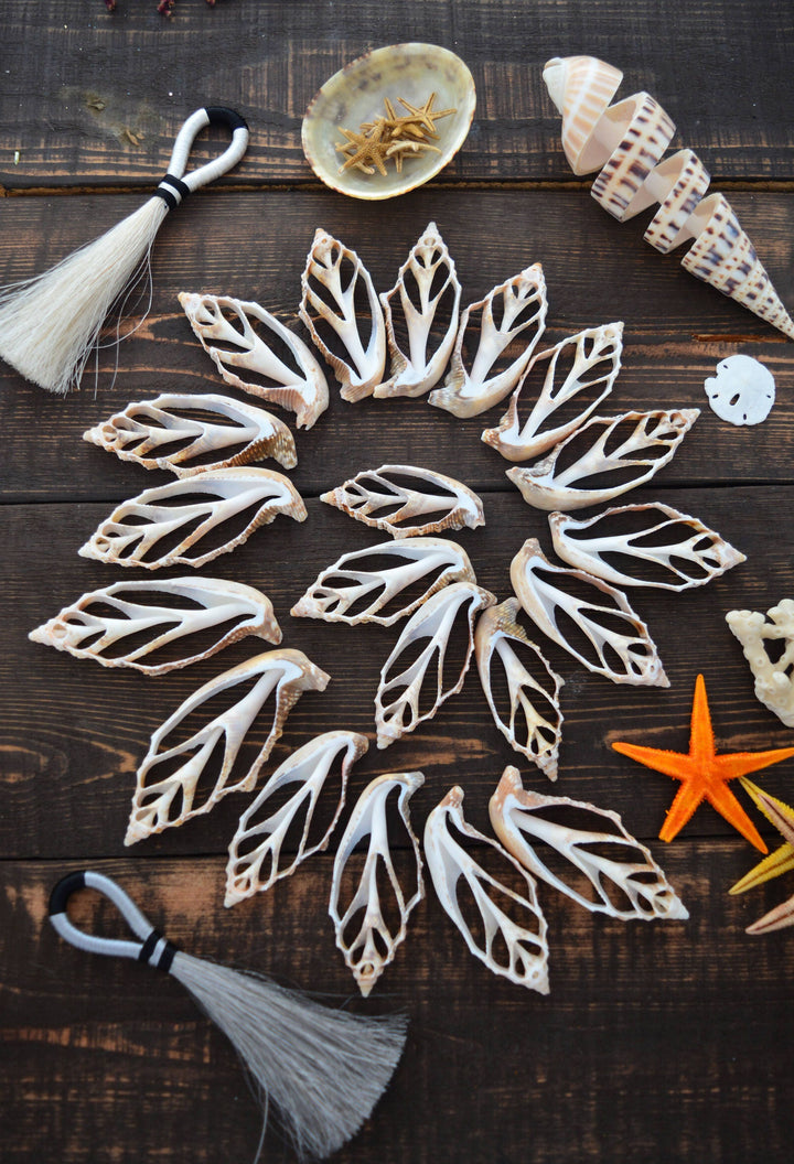 Strombus aurisdiane Seashell Slices, 5 pieces / Cut Strombus Shells, Spiral Shells, Natural Sea Shell, Nautical, Shell Pendants / Supplies