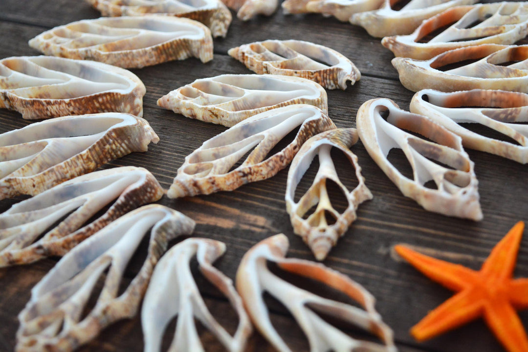 Strombus aurisdiane Seashell Slices, 5 pieces / Cut Strombus Shells, Spiral Shells, Natural Sea Shell, Nautical, Shell Pendants / Supplies