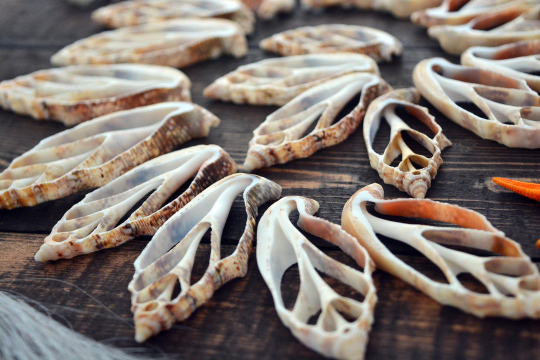 Strombus aurisdiane Seashell Slices, 5 pieces / Cut Strombus Shells, Spiral Shells, Natural Sea Shell, Nautical, Shell Pendants / Supplies