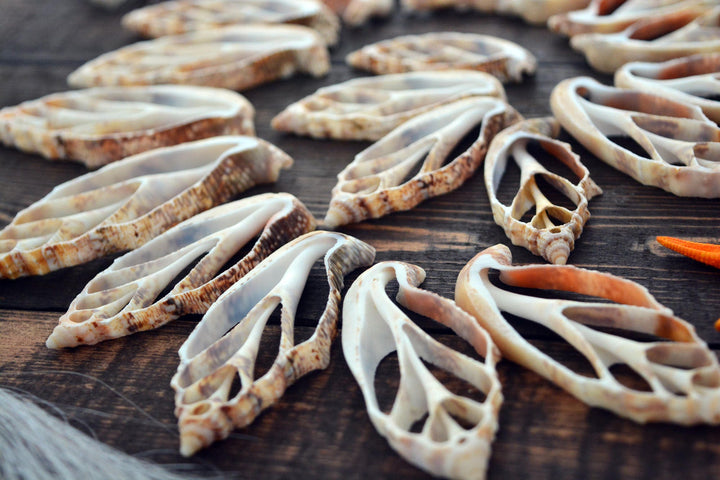 Strombus aurisdiane Seashell Slices, 5 pieces / Cut Strombus Shells, Spiral Shells, Natural Sea Shell, Nautical, Shell Pendants / Supplies